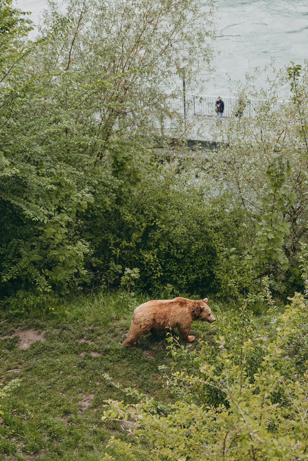 Schweizerhof_Bern_Spa_Bärengraben